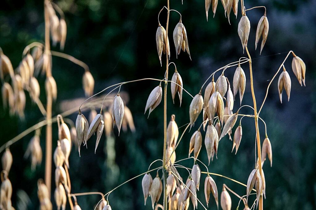 Ist Hafer glutenfrei